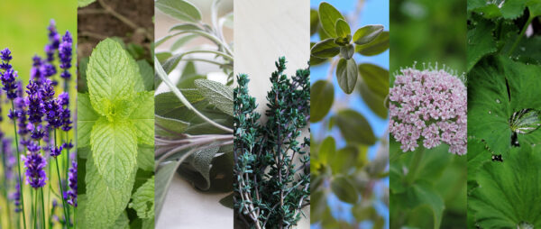 Kräuter: Lavendel Minze Salbei Thymian Majoran Baldrian Frauenmantel